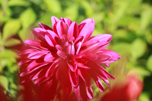 Dahlia Λουλούδι Στον Κήπο Από Κοντά — Φωτογραφία Αρχείου