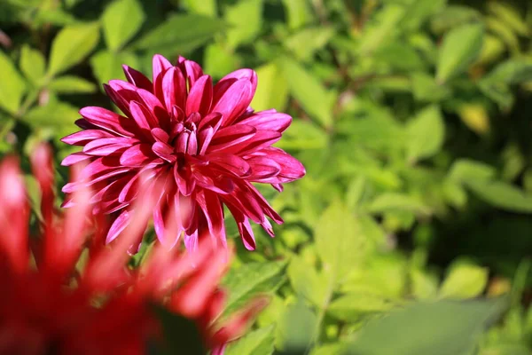 Dahlia Virág Kertben Közelről — Stock Fotó