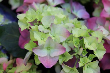 Ortanca çiçekleri bir mağazaya yakın çekim yapar. Çiçek arkaplanı