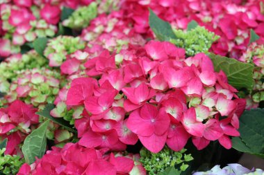 Ortanca çiçekleri bir mağazaya yakın çekim yapar. Çiçek arkaplanı