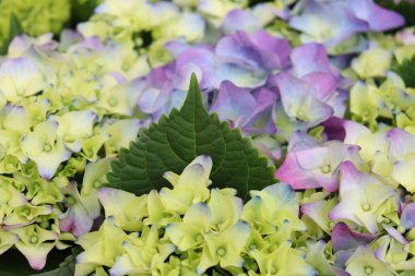 Ortanca çiçekleri bir mağazaya yakın çekim yapar. Çiçek arkaplanı