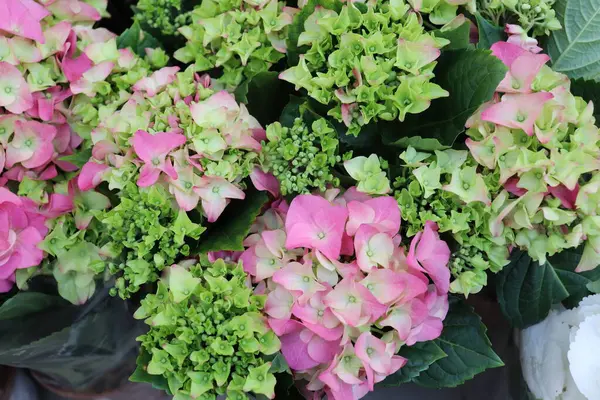 Hortensia Blommor Närbild Butik Blommig Bakgrund — Stockfoto