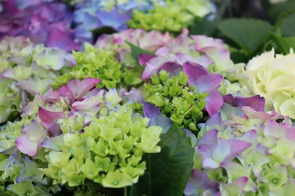 hydrangea flowers close-up in a store. floral background