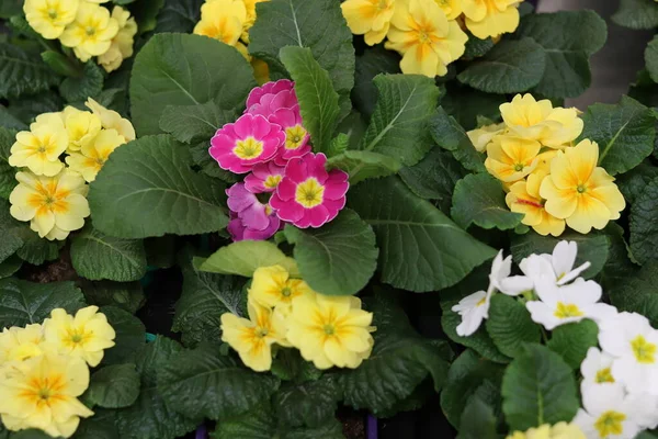 Primrose Blommor Nära Håll Plantor Butiken — Stockfoto