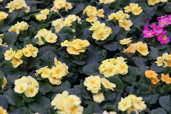 Primrose Blommor Nära Håll Plantor Butiken — Stockfoto