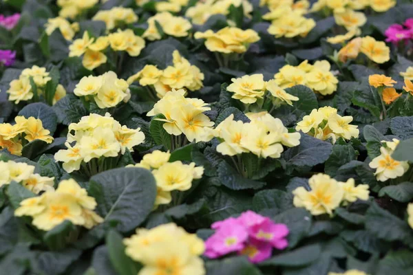 Primrose Blommor Nära Håll Plantor Butiken — Stockfoto