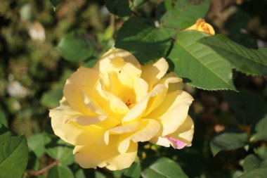 Bahçedeki güzel sarı gül