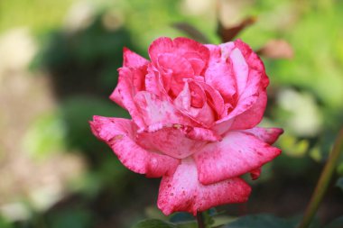 Bahçede güzel pembe bir gül