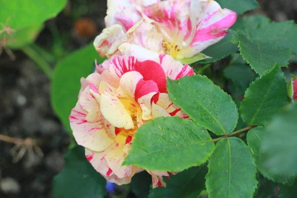 Schöne Rosa Rose Garten — Stockfoto