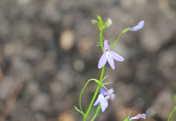 Lobelia Blauwe Bloemen Tuin — Stockfoto