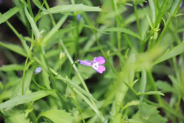 Lobelia Blauwe Bloemen Tuin — Stockfoto