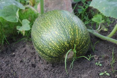 Bahçede balkabağı hasadı