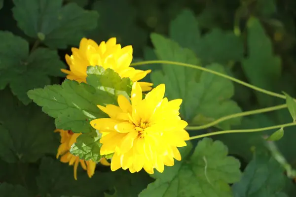 Flor Amarilla Primer Plano Jardín — Foto de Stock