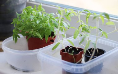 Plastik bir tencerede domates fideleri.