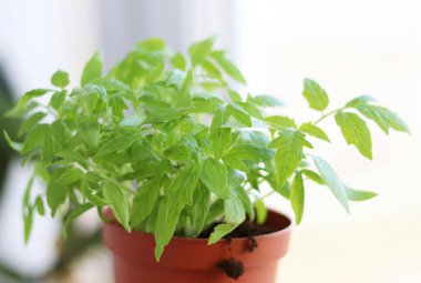 Plastik bir tencerede domates fideleri.