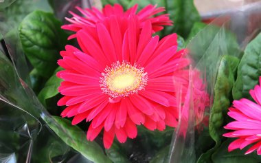 kırmızı kasımpatı çiçekleri. Serada fidanlar