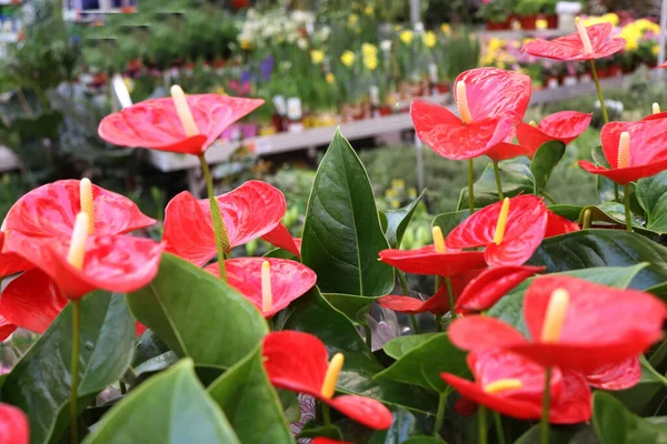 Röda Blommor Anthurium Närbild — Stockfoto