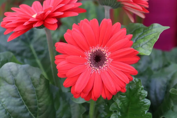 Flores Crisântemo Vermelho Mudas Estufa — Fotografia de Stock