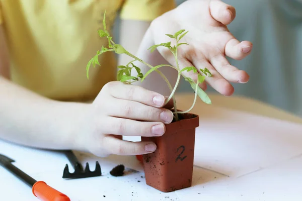 家里的番茄幼苗 孩子们用小园艺工具的手 图库图片