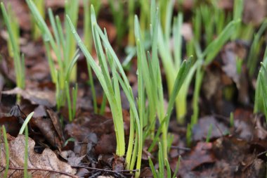 bahar mor çiçekleri kapanıyor.