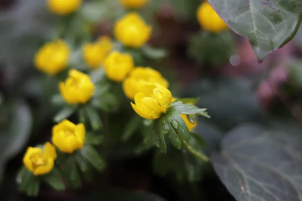 Gul Vår Eranthis Blommor Närbild — Stockfoto