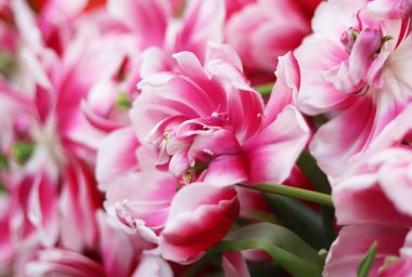 Pembe çiçekler laleler kapanıyor