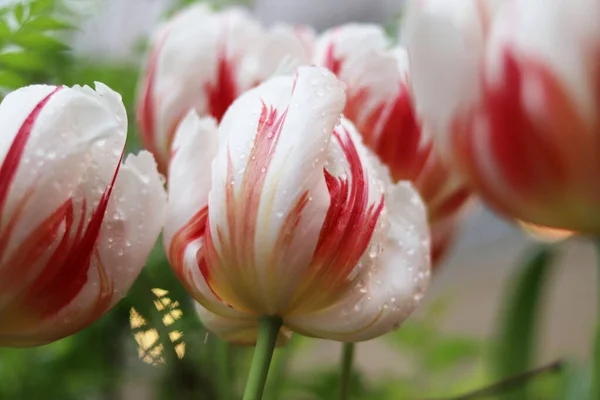 Red White Flowers Tulips Close — Stock Photo, Image