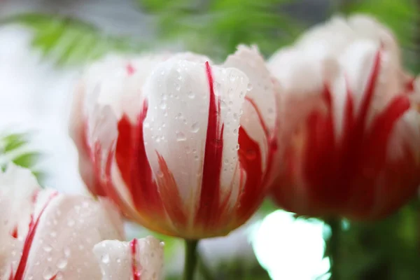 Flores Vermelhas Brancas Tulipas Perto — Fotografia de Stock