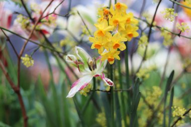 Bahçede bahar çiçekleri