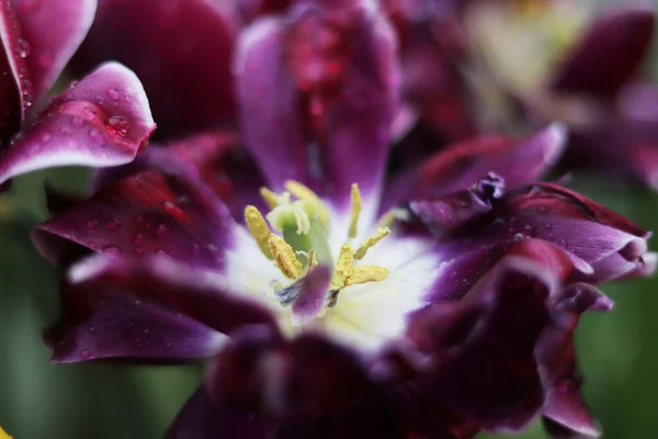 Flores Púrpuras Tulipanes Cerca — Foto de Stock