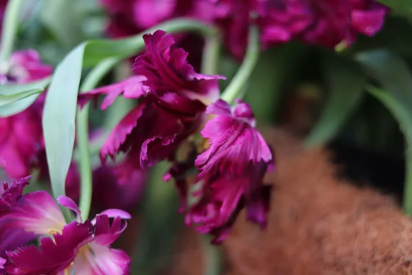 紫色的花郁金香紧密相连 图库图片