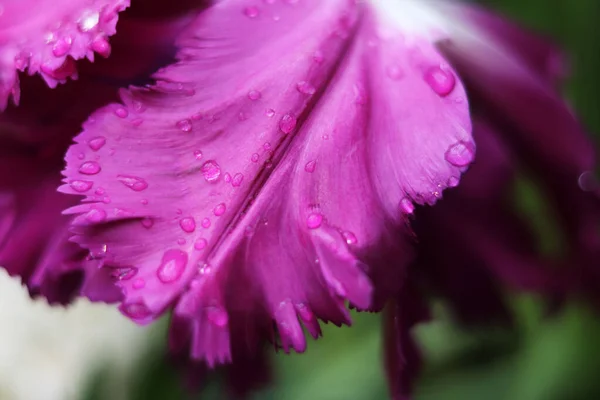 Pétalas Tulipa Roxa Com Gotas Água — Fotografia de Stock