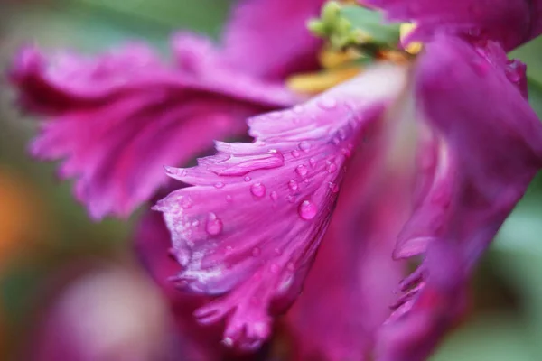 Pétalas Tulipa Roxa Com Gotas Água — Fotografia de Stock