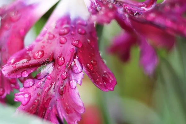 Фиолетовые Лепестки Тюльпана Капельками Воды Стоковое Фото