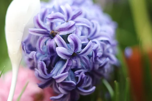 Hyacinth Flower Garden — Stock Photo, Image