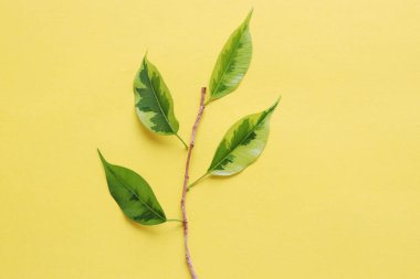Sarı arka planda yeşil yapraklar. Doğa koruma kavramı