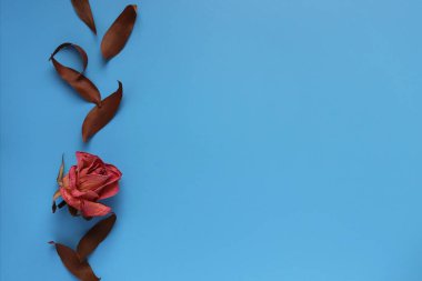 Çiçek kompozisyonu. Kurumuş gül çiçeklerinden yapılmış çerçeve ve mavi arka planda yapraklar. Düz konum, üst görünüm, kopyalama alanı