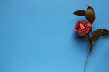 Çiçek kompozisyonu. Kurumuş gül çiçeklerinden yapılmış çerçeve ve mavi arka planda yapraklar. Düz konum, üst görünüm, kopyalama alanı