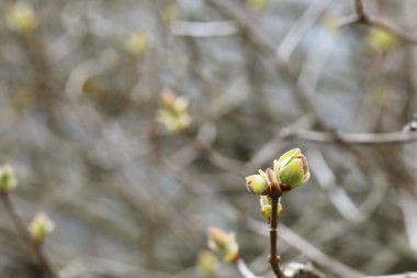 Bir ağaçta bahar tomurcukları