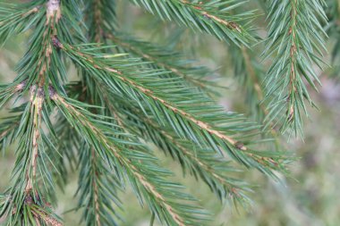 ormandaki çam dalları