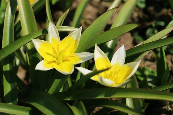 Tulipas Amarelas Flores Tarda Jardim — Fotografia de Stock