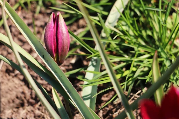 Lila Tulpaner Tarda Blommor Trädgården — Stockfoto