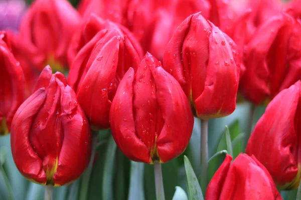Spring Tulips Flowers Garden — Stock Photo, Image