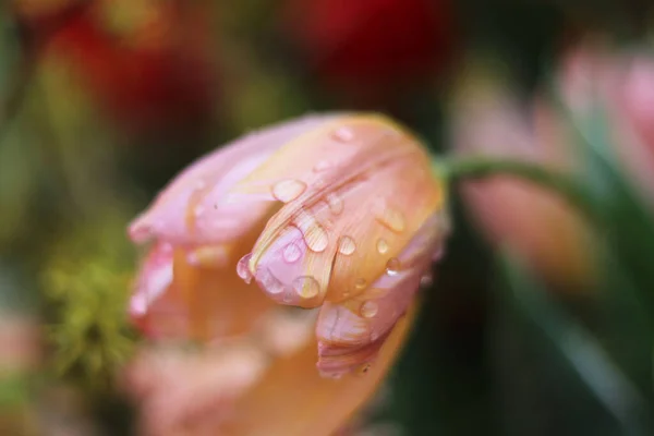 Flores Tulipas Rosa Com Gotas Água — Fotografia de Stock