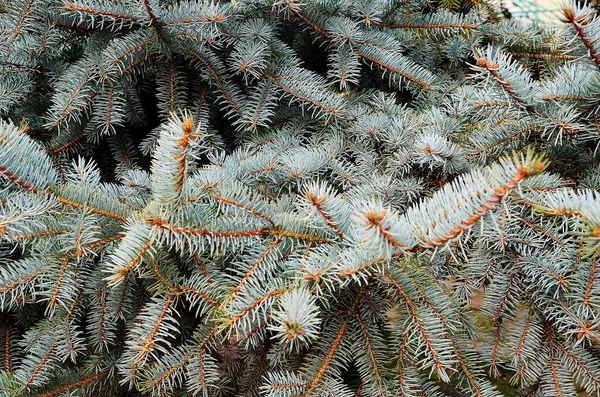 Gran Gran Grenar Blå Gran Park Natur Textur Grön Bakgrund — Stockfoto