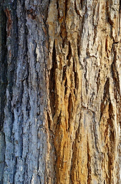 Tree Trunk Bark Structure Branch Cut Nature Sunny Day Spring — Stock Photo, Image