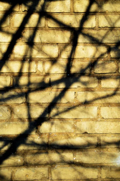 tree shadow on the wall, fence, sunny day, background, nature, texture, frames, squares, metal fence, weaving, netting