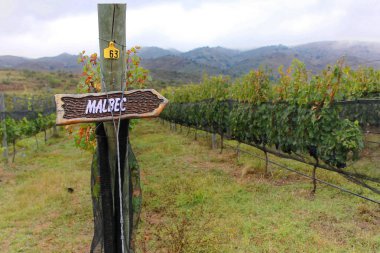 Arjantin 'in Mendoza Eyaleti' ndeki Malbec üzüm bağları