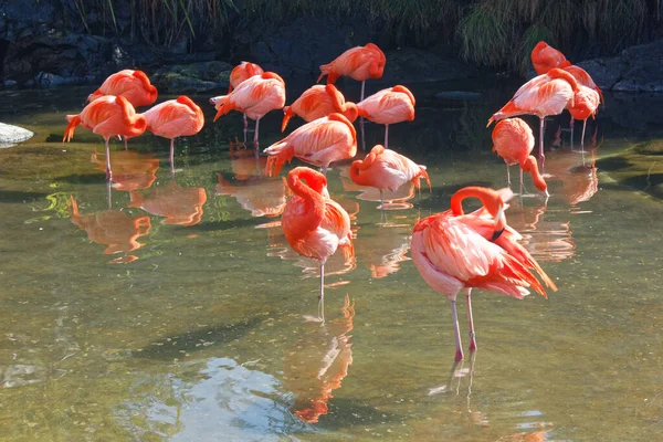 Flamingos under the sun in a river