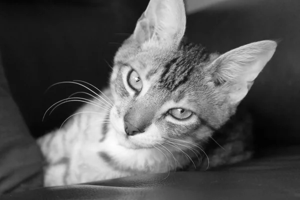 Katt Närbild Svart Och Vitt — Stockfoto